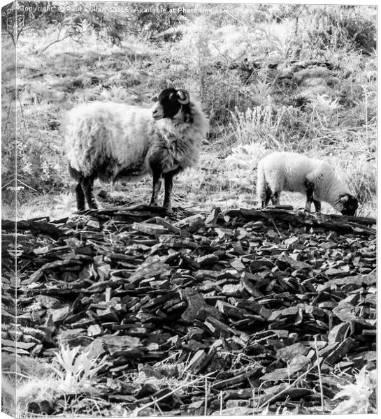 Ewe and Lamb at Whinlatter Pass. Canvas Print by Paul Cullen