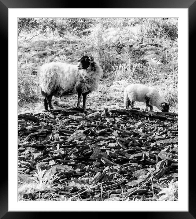 Ewe and Lamb at Whinlatter Pass. Framed Mounted Print by Paul Cullen