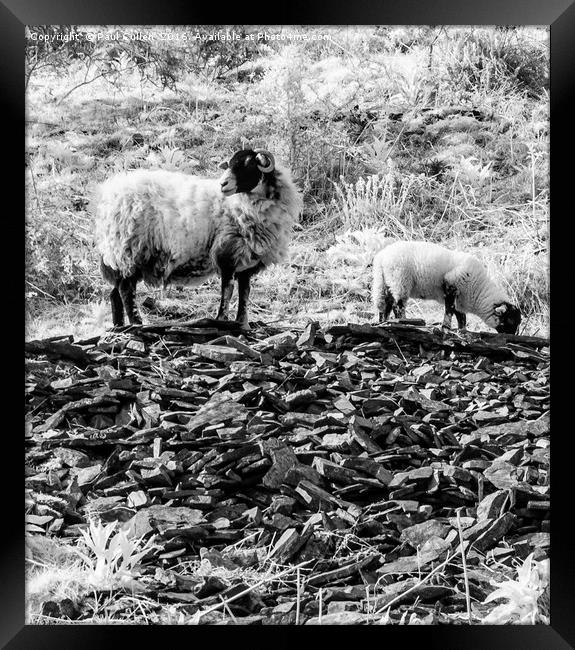 Ewe and Lamb at Whinlatter Pass. Framed Print by Paul Cullen