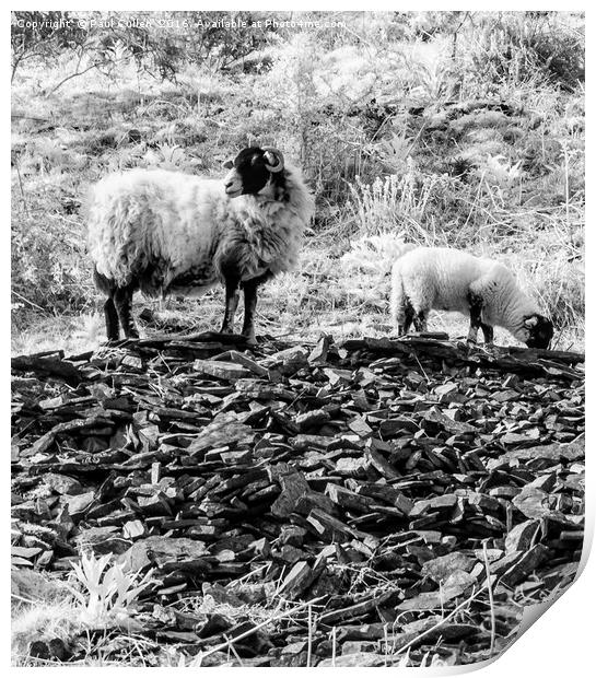 Ewe and Lamb at Whinlatter Pass. Print by Paul Cullen