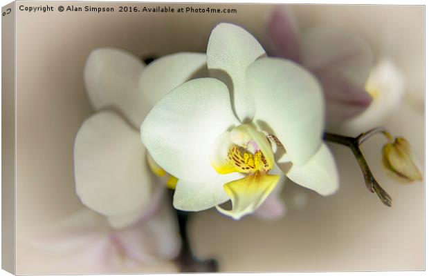 White Orchid Canvas Print by Alan Simpson