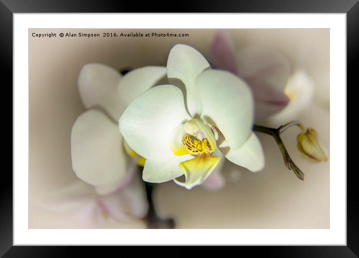 White Orchid Framed Mounted Print by Alan Simpson