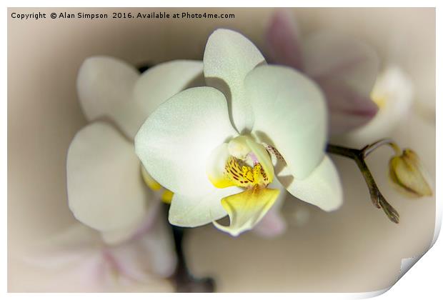 White Orchid Print by Alan Simpson