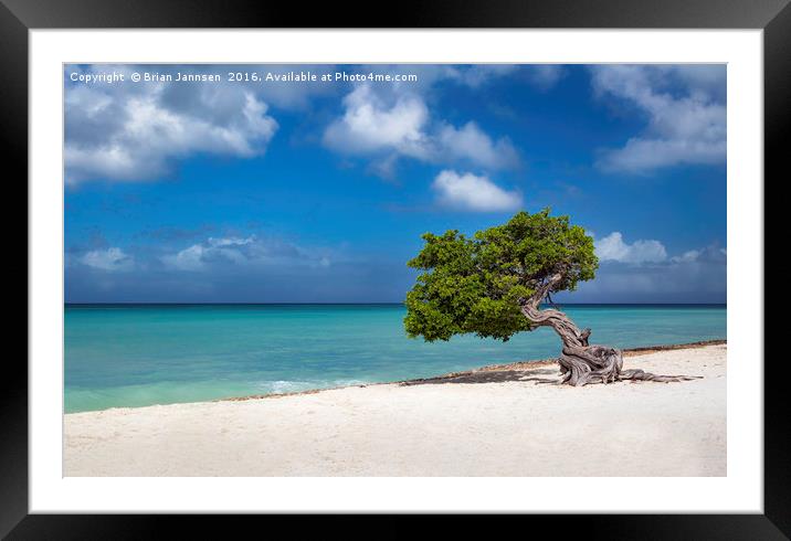 Aruba Tree  Framed Mounted Print by Brian Jannsen