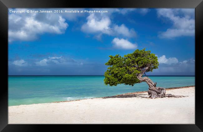 Aruba Tree  Framed Print by Brian Jannsen