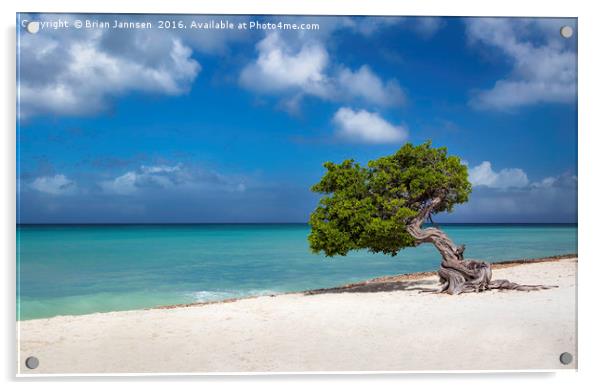 Aruba Tree  Acrylic by Brian Jannsen