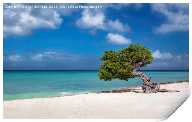 Aruba Tree  Print by Brian Jannsen