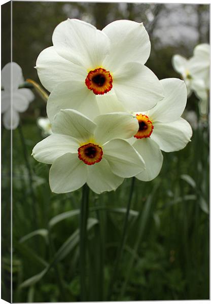 White Narcissus Canvas Print by Gavin Liddle