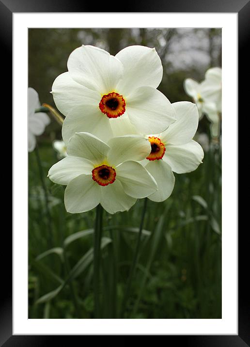 White Narcissus Framed Mounted Print by Gavin Liddle