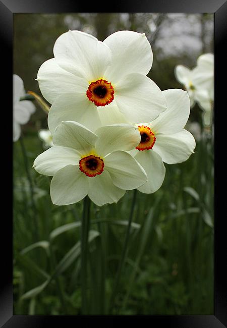 White Narcissus Framed Print by Gavin Liddle