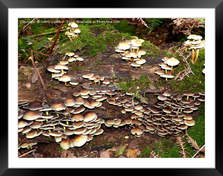 A kingdom of Fungi Framed Mounted Print by Judith Lightfoot