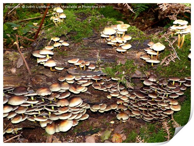 A kingdom of Fungi Print by Judith Lightfoot