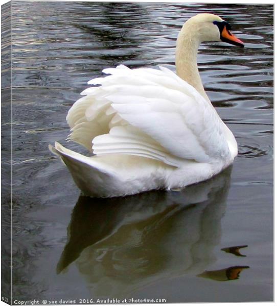reflections of a swan                              Canvas Print by sue davies