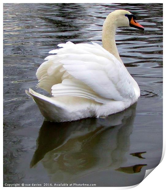 reflections of a swan                              Print by sue davies