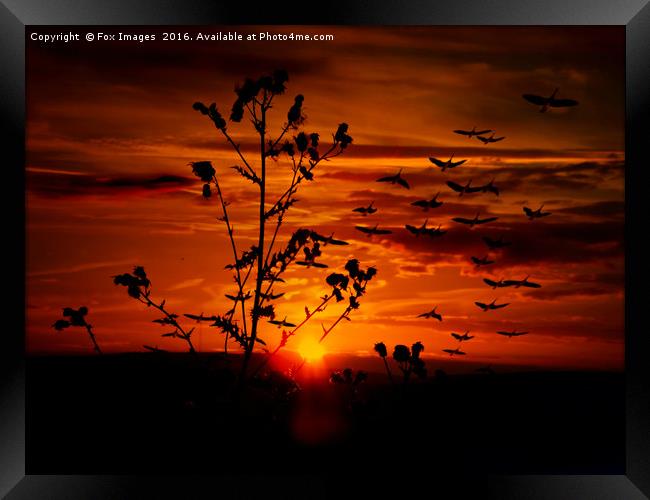 Birds at sunset Framed Print by Derrick Fox Lomax