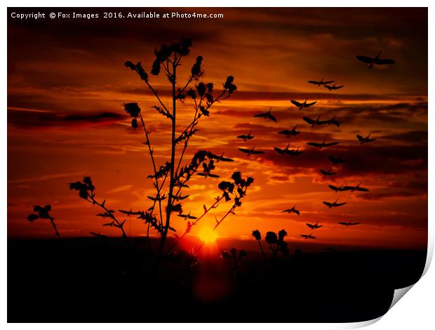 Birds at sunset Print by Derrick Fox Lomax