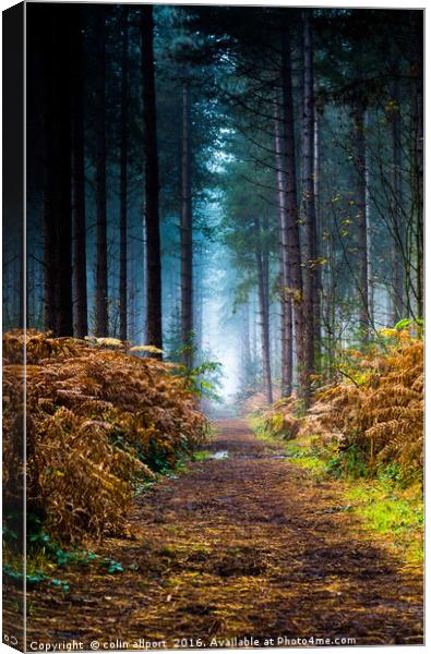 Fog in the woods Canvas Print by colin allport