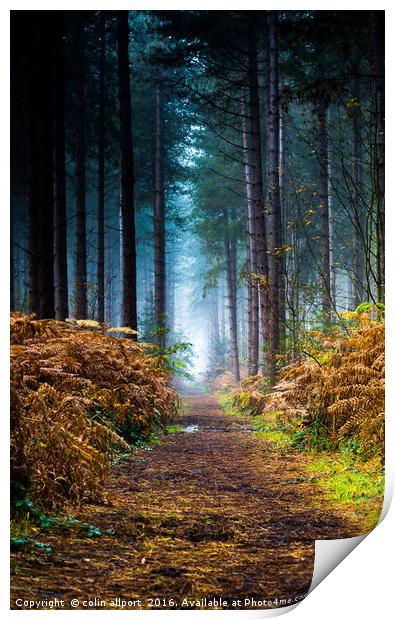 Fog in the woods Print by colin allport