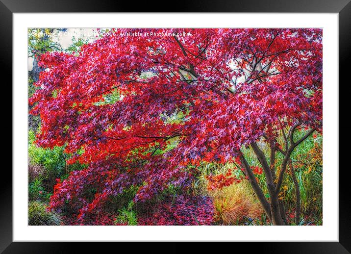 Colours of Nature Framed Mounted Print by Christine Lake