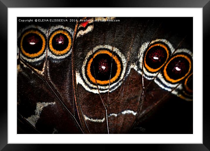 Butterfly wing Framed Mounted Print by ELENA ELISSEEVA