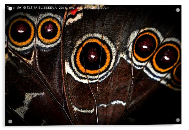 Butterfly wing Acrylic by ELENA ELISSEEVA