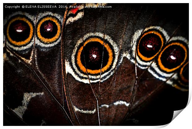 Butterfly wing Print by ELENA ELISSEEVA