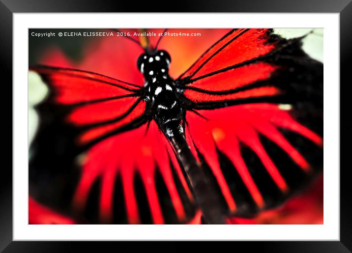 Red heliconius dora butterfly Framed Mounted Print by ELENA ELISSEEVA