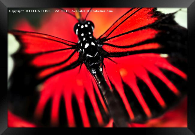 Red heliconius dora butterfly Framed Print by ELENA ELISSEEVA