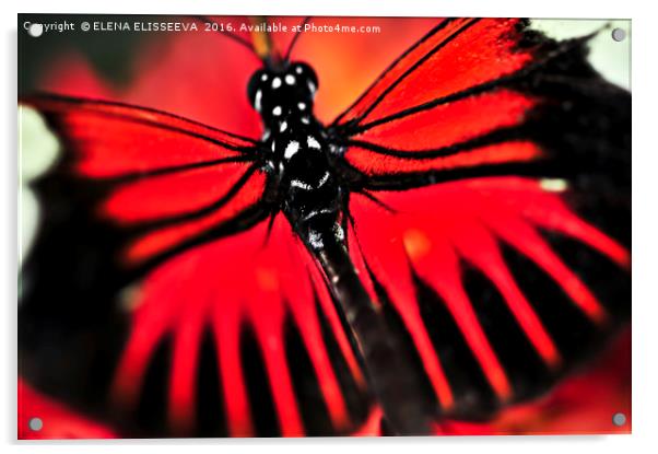 Red heliconius dora butterfly Acrylic by ELENA ELISSEEVA