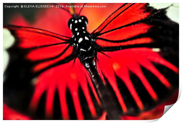 Red heliconius dora butterfly Print by ELENA ELISSEEVA