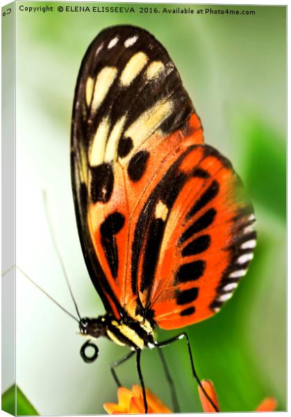 Large tiger butterfly Canvas Print by ELENA ELISSEEVA