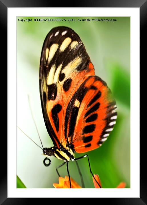 Large tiger butterfly Framed Mounted Print by ELENA ELISSEEVA