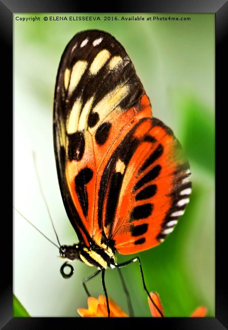 Large tiger butterfly Framed Print by ELENA ELISSEEVA