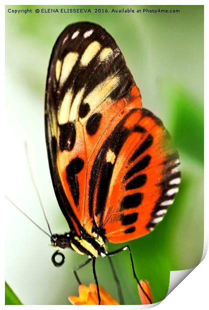 Large tiger butterfly Print by ELENA ELISSEEVA