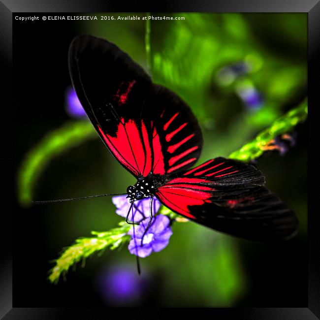 Red heliconius dora butterfly Framed Print by ELENA ELISSEEVA