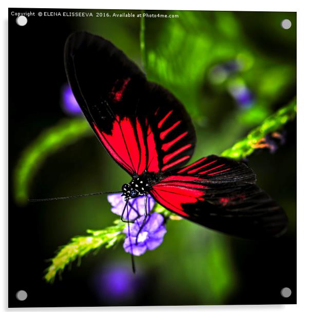 Red heliconius dora butterfly Acrylic by ELENA ELISSEEVA