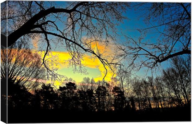 Sunrise through  the trees                         Canvas Print by Sue Bottomley