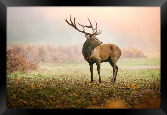 Red deer stag Framed Print by Inguna Plume