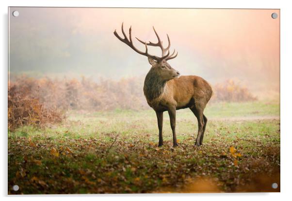 Red deer stag Acrylic by Inguna Plume