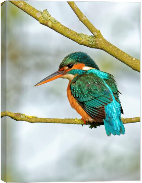Kingfisher  Canvas Print by Ian Merton