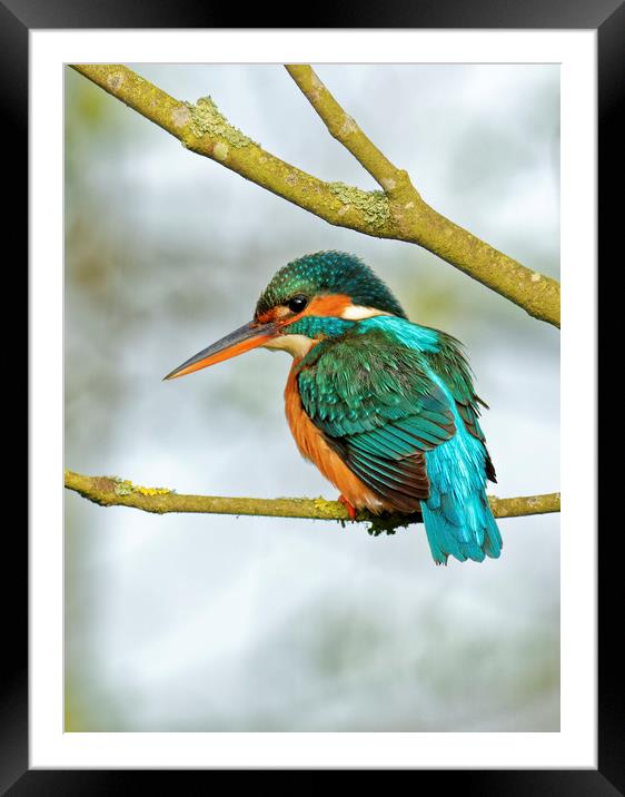 Kingfisher  Framed Mounted Print by Ian Merton