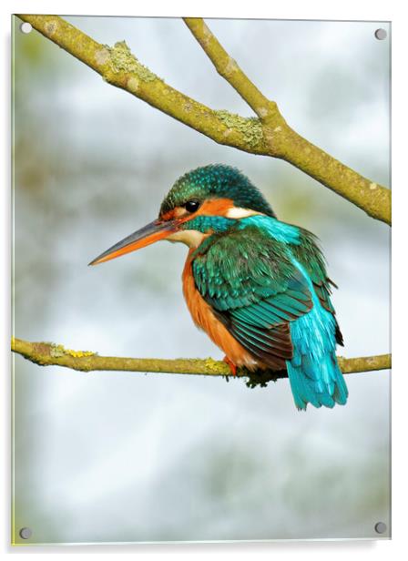 Kingfisher  Acrylic by Ian Merton