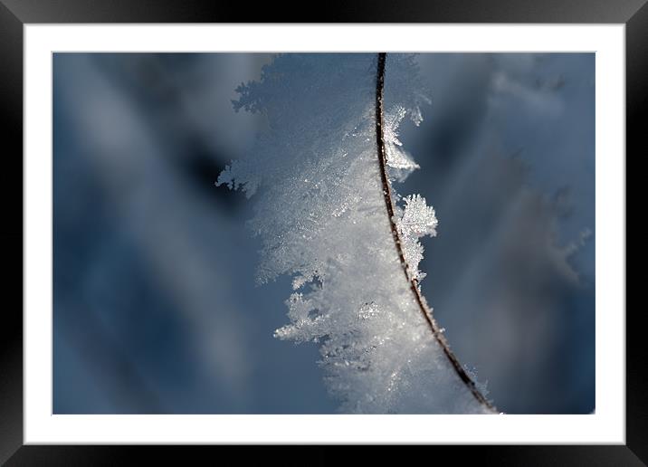 Winter Bloom Series 9 Framed Mounted Print by John Pipes
