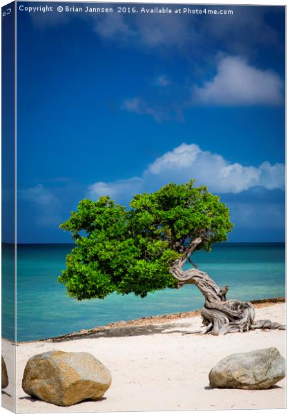 Lone Tree in Aruba Canvas Print by Brian Jannsen