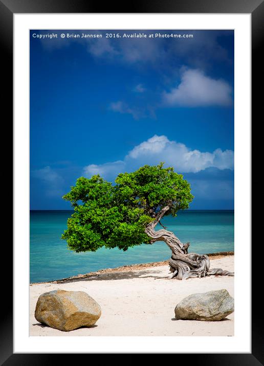 Lone Tree in Aruba Framed Mounted Print by Brian Jannsen