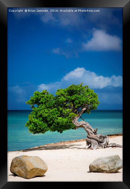 Lone Tree in Aruba Framed Print by Brian Jannsen