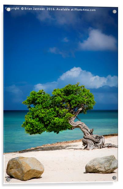 Lone Tree in Aruba Acrylic by Brian Jannsen