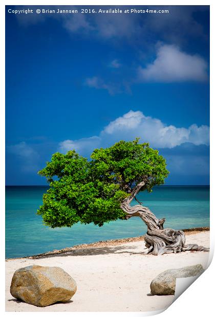 Lone Tree in Aruba Print by Brian Jannsen