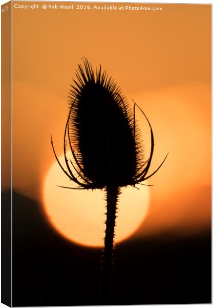 Teasle Silhouette Canvas Print by Rob Woolf