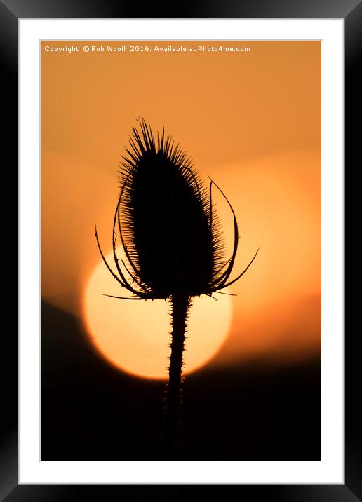 Teasle Silhouette Framed Mounted Print by Rob Woolf